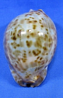 Trona stercoraria